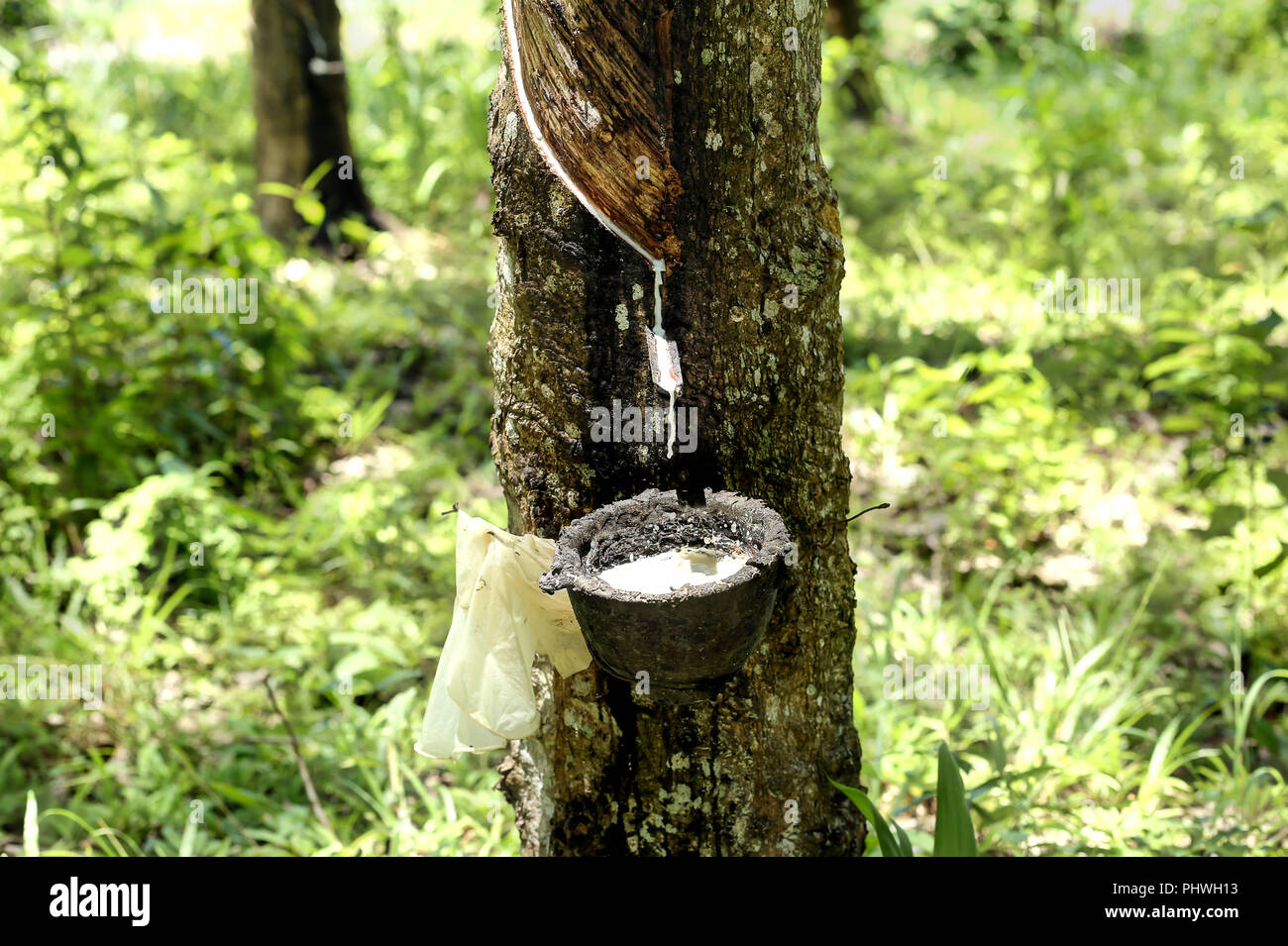 Rubber tree milk flowing into a bowl Stock Photo Alamy