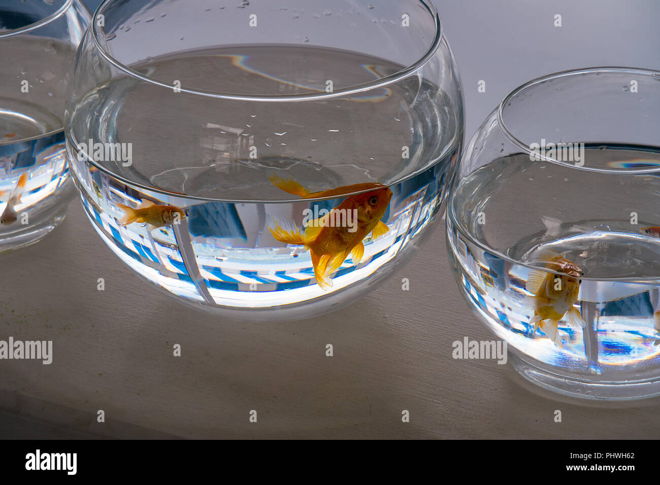 Multiple gold fish swim around their plain and simple glass bowls filled only with clear water. Stock Photo