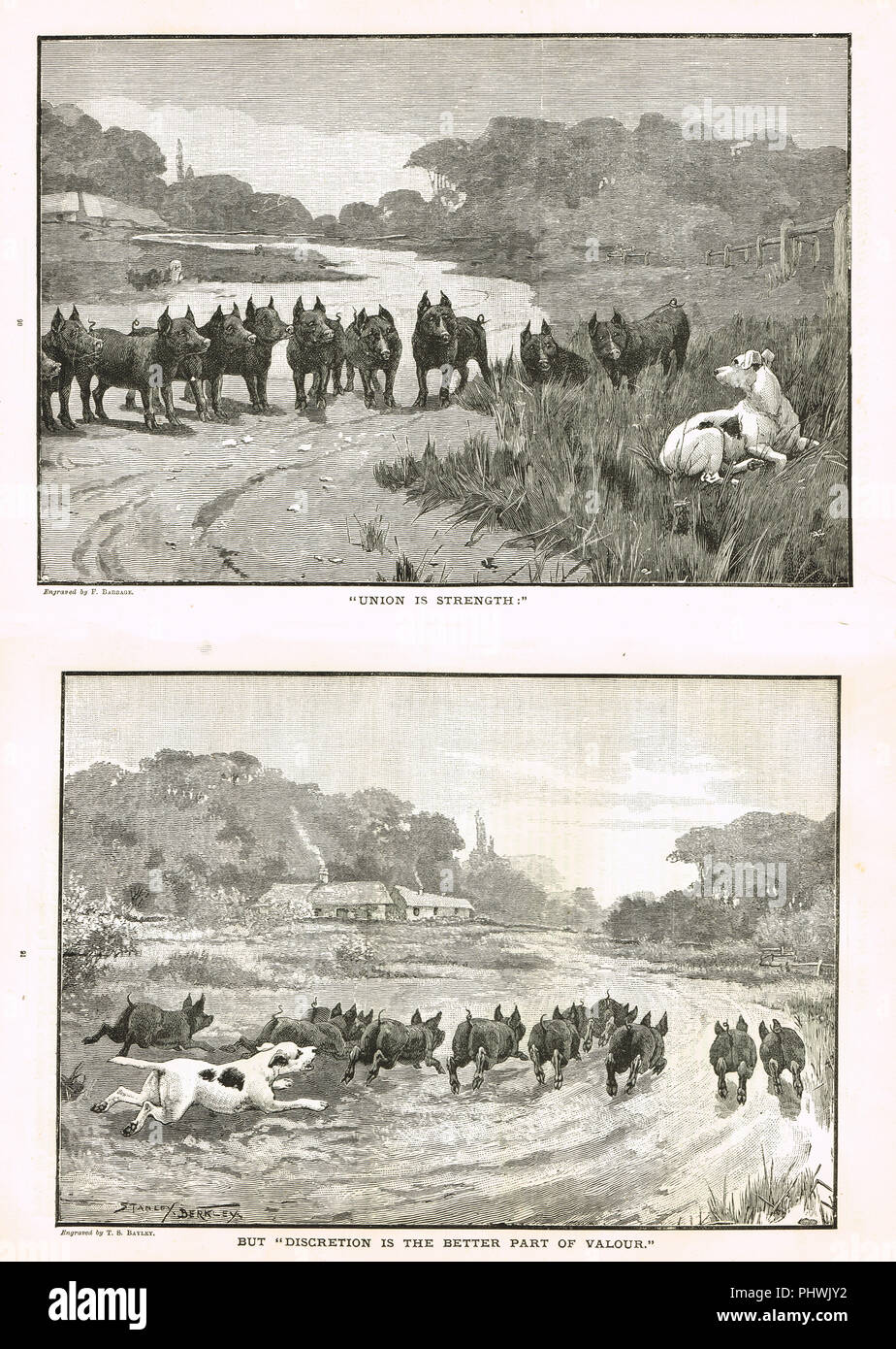 Dog chasing an uppity gang of pigs a cautionary tale in 2 pictures