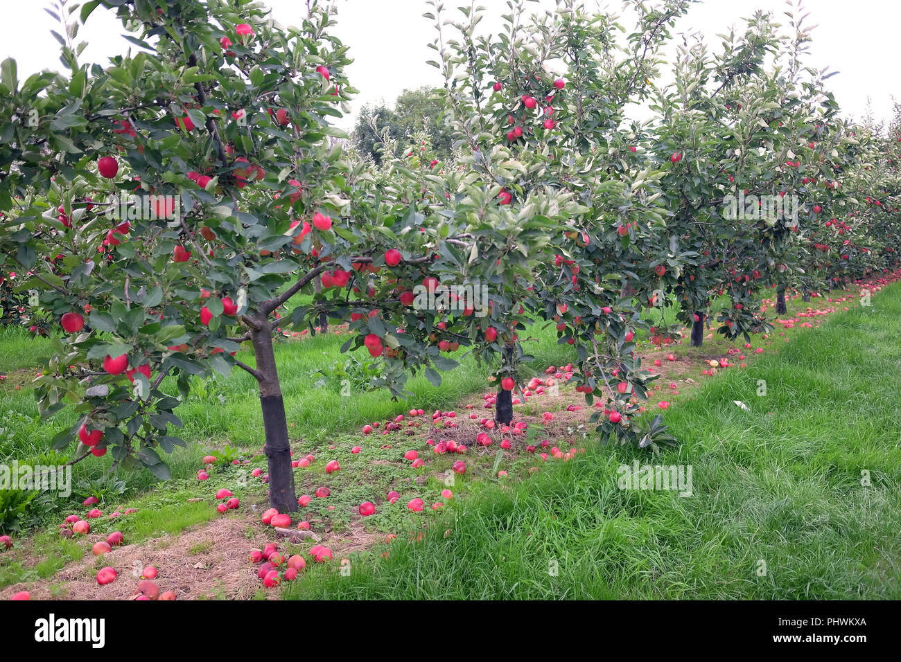 September 2018 - Small apple trees full of fruit, with many on the floor Stock Photo