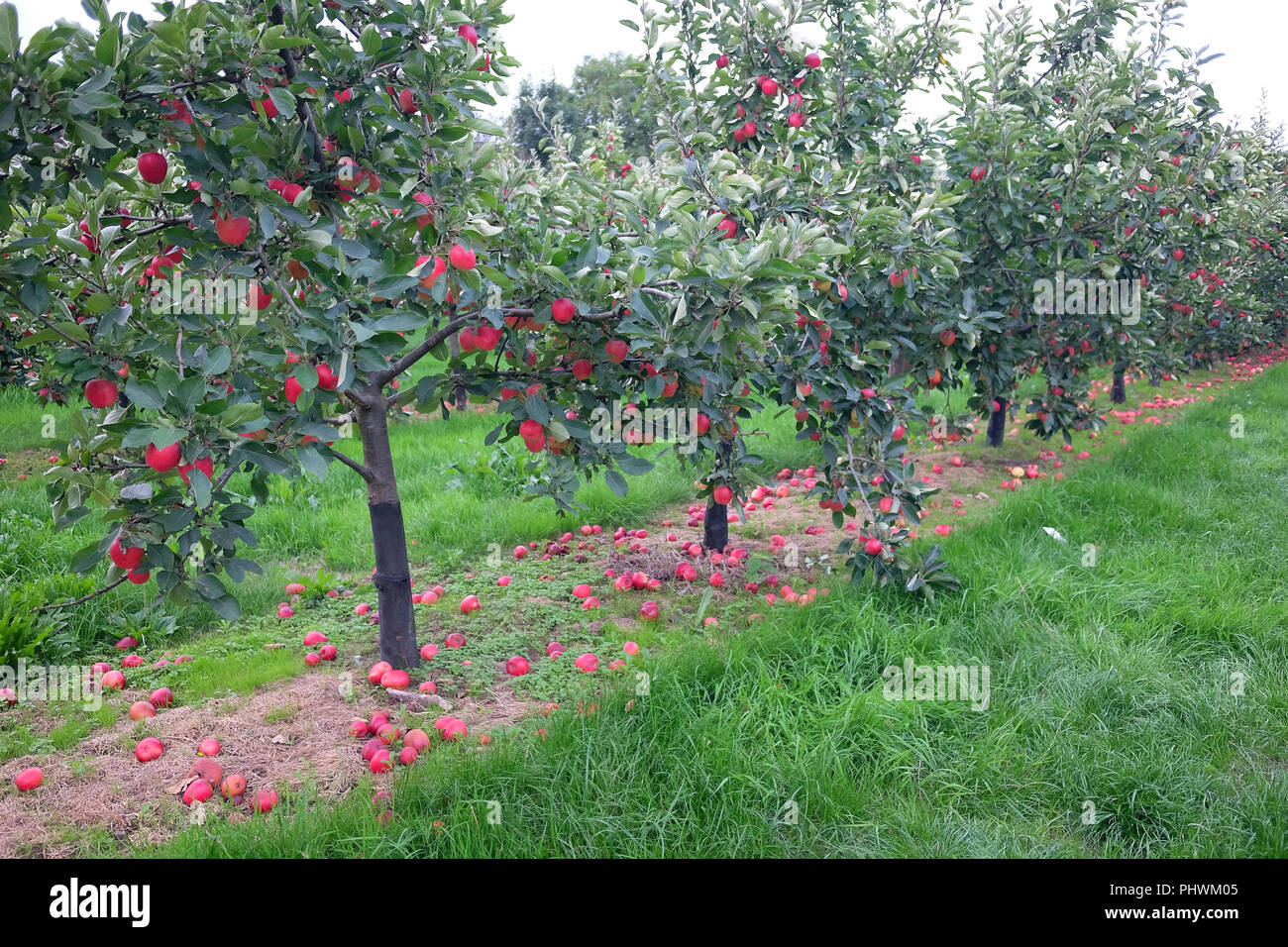 Full Grouth Hi res Stock Photography And Images Alamy Full Grouth Hi res Stock Photography And Images Alamy