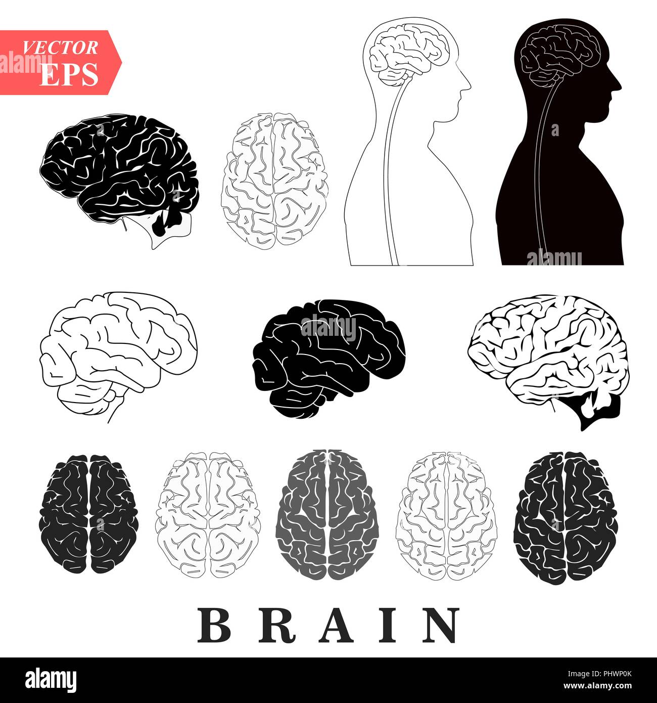 Human Brain Anatomy Collection set anterior inferior lateral and sagittal views spinal cord start lobes temporal frontal limbic parietal occipital anatomical science education cerebellum vector Stock Vector