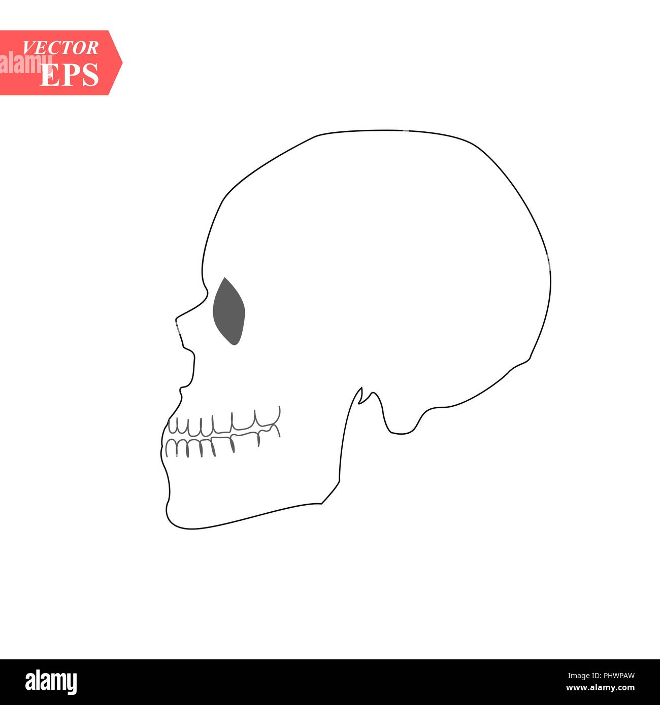 Hand Drawn Skull In Monochrome On White Background Skull Side View  Royalty Free SVG Cliparts Vectors And Stock Illustration Image 57434361