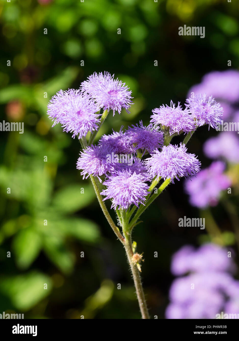 Lavender coloured flowers of the tender annual floss flower, Ageratum houstonianum 'Timeless Mixed' Stock Photo