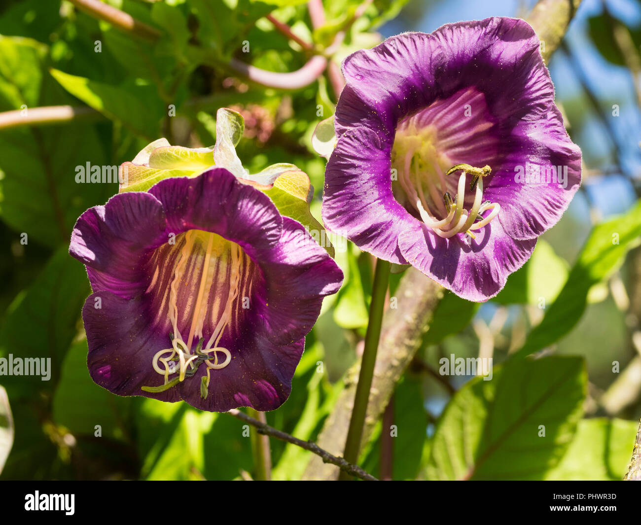 Cup and saucer plant hires stock photography and images Alamy