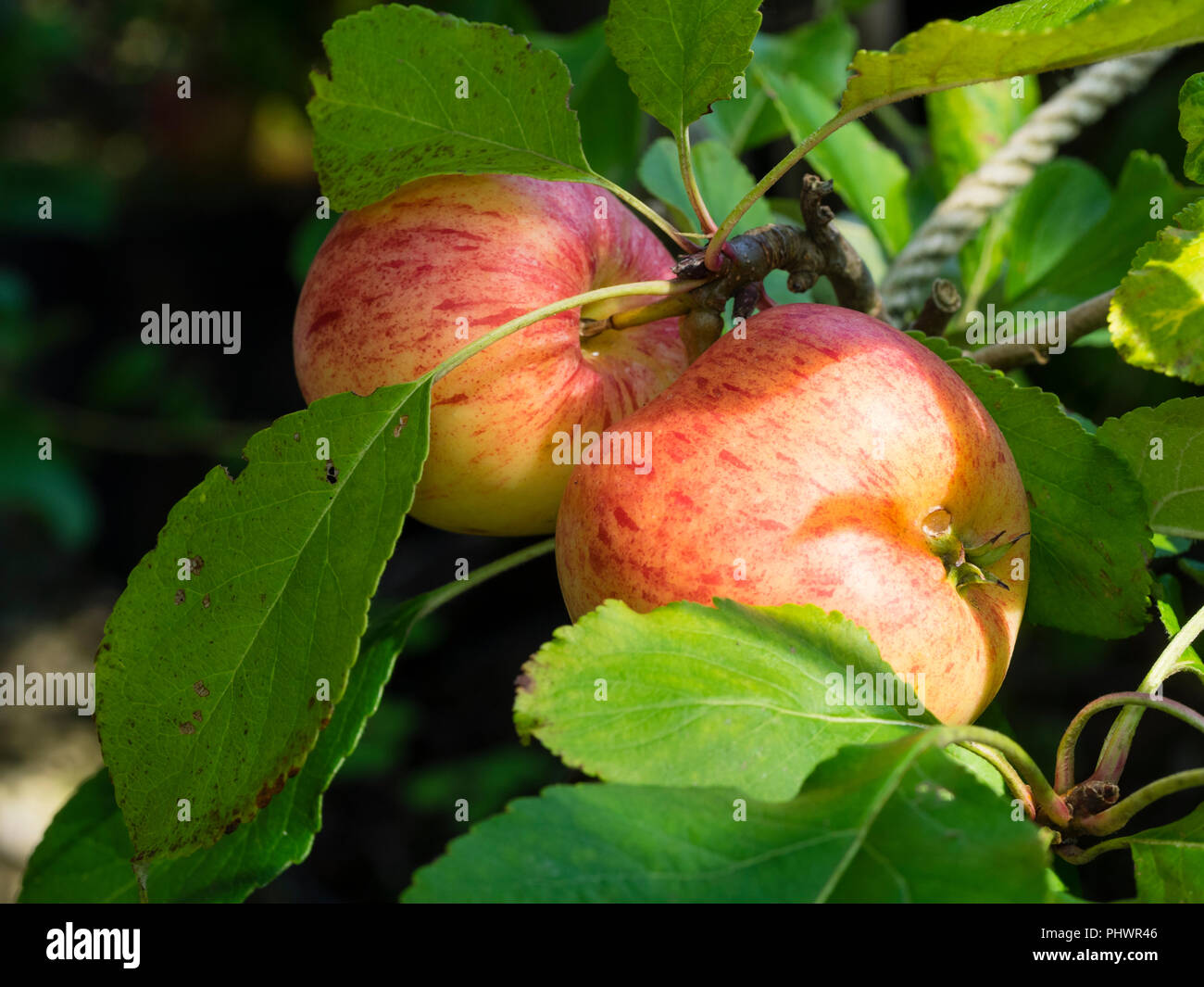 Red blotched ripe fruit of the cooking and dessert apple, Malus domestica 'James Grieve' Stock Photo