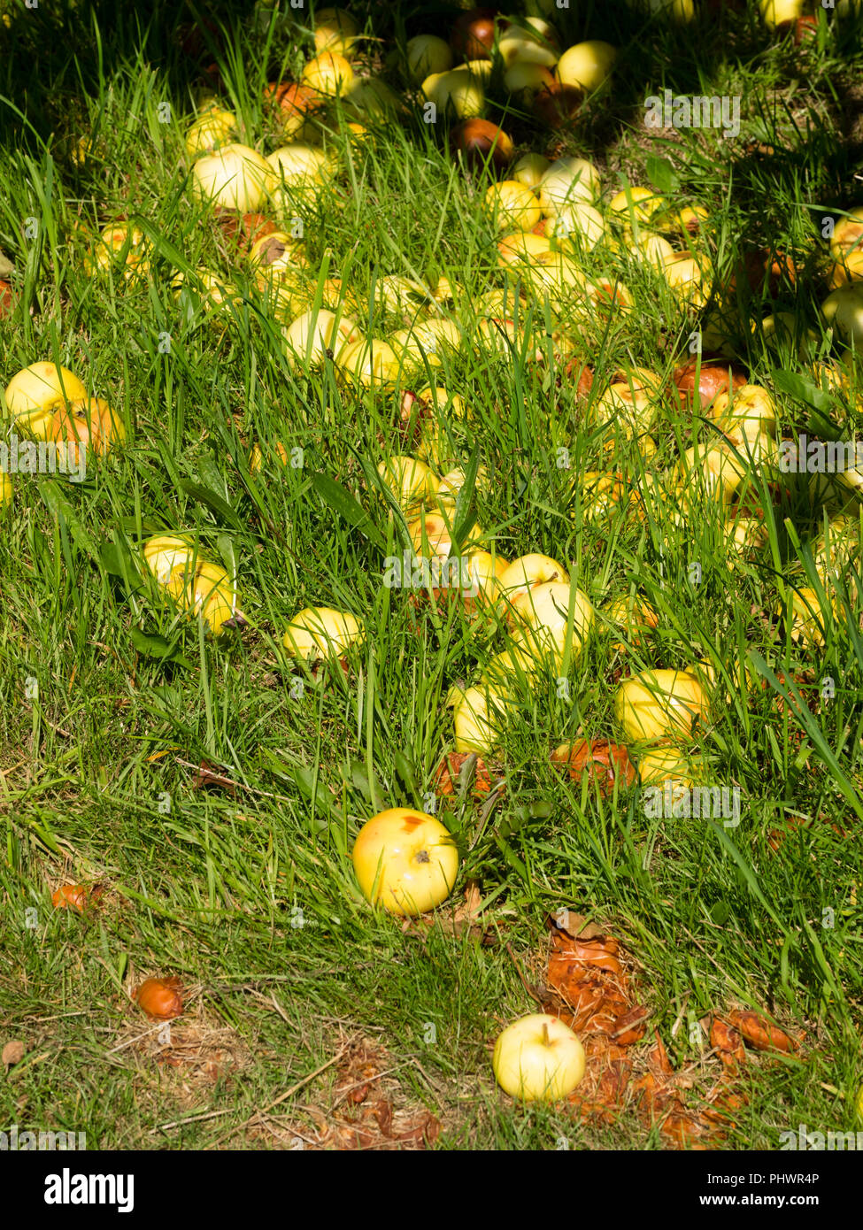 Windfall fruit of the old Cornish heritage cooking and dessert apple, Malus domestica 'Manaccan Primrose' Stock Photo