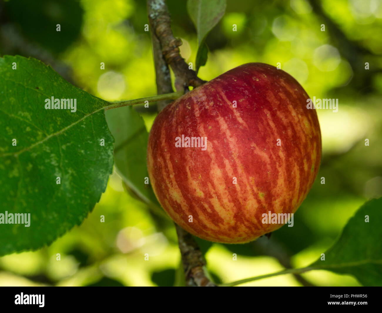 Ripe fruit of the old Cornish heritage cooking and dessert apple, Malus domestica 'Onion Redstreak' Stock Photo