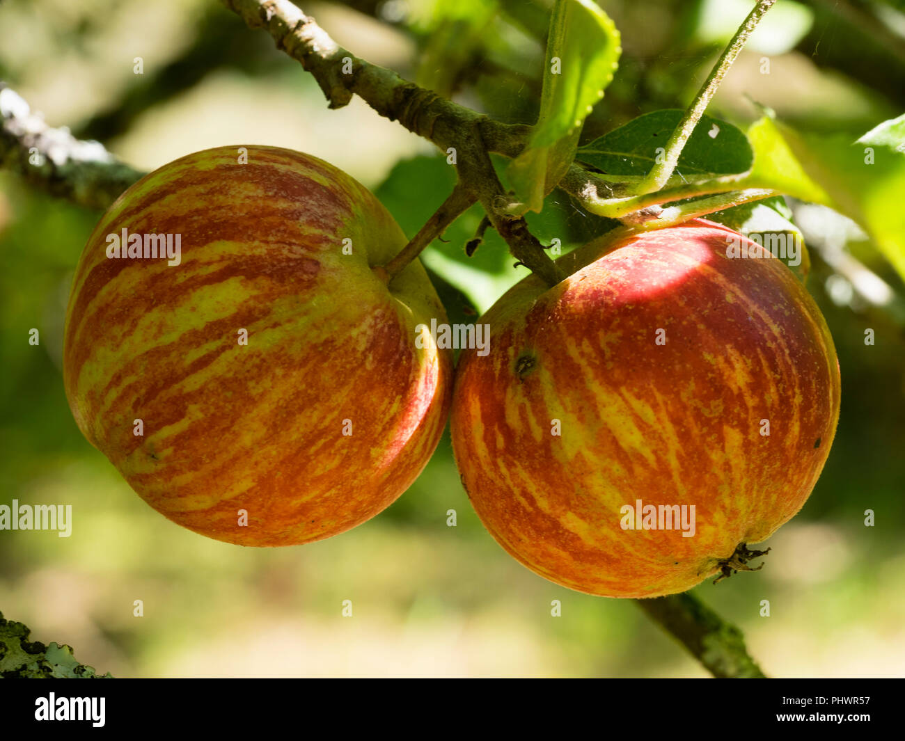 Ripe fruit of the old Cornish heritage cooking and dessert apple, Malus domestica 'Onion Redstreak' Stock Photo