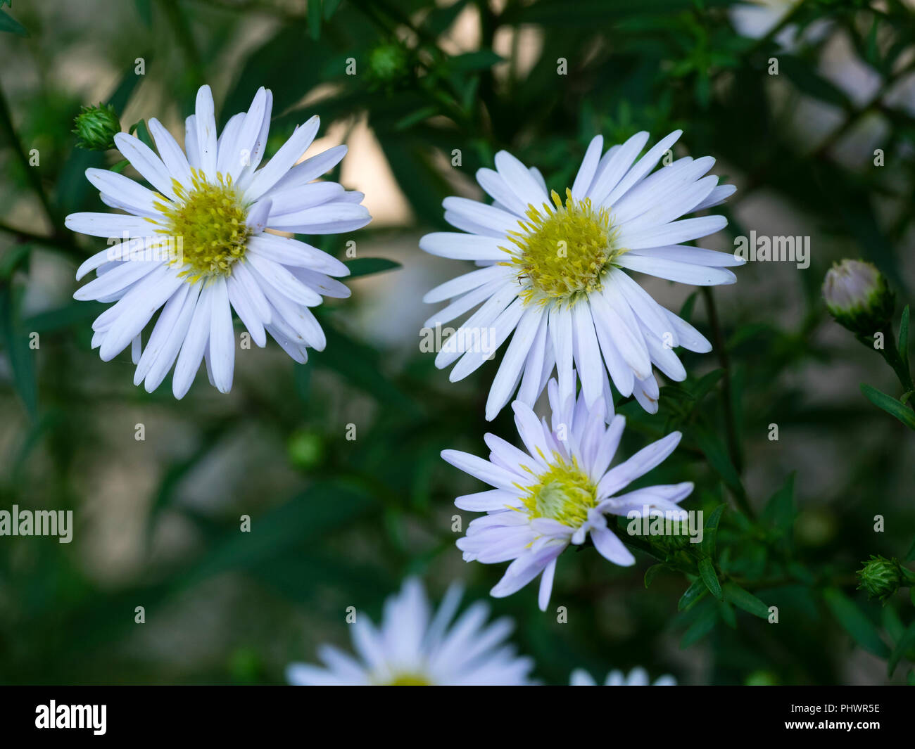 White, late summer daisy flowers of the hardy perennial Symphyotrichum pilosum var. pringlei 'Monte Cassino' Stock Photo