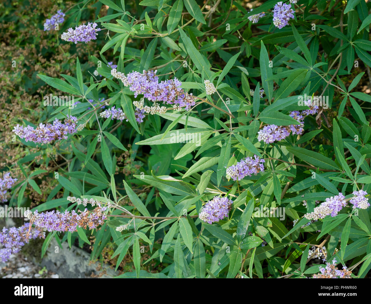 Late summer panicles of blue flowers among the aromatic foliage of the chaste tree, Vitex agnus-castus Stock Photo