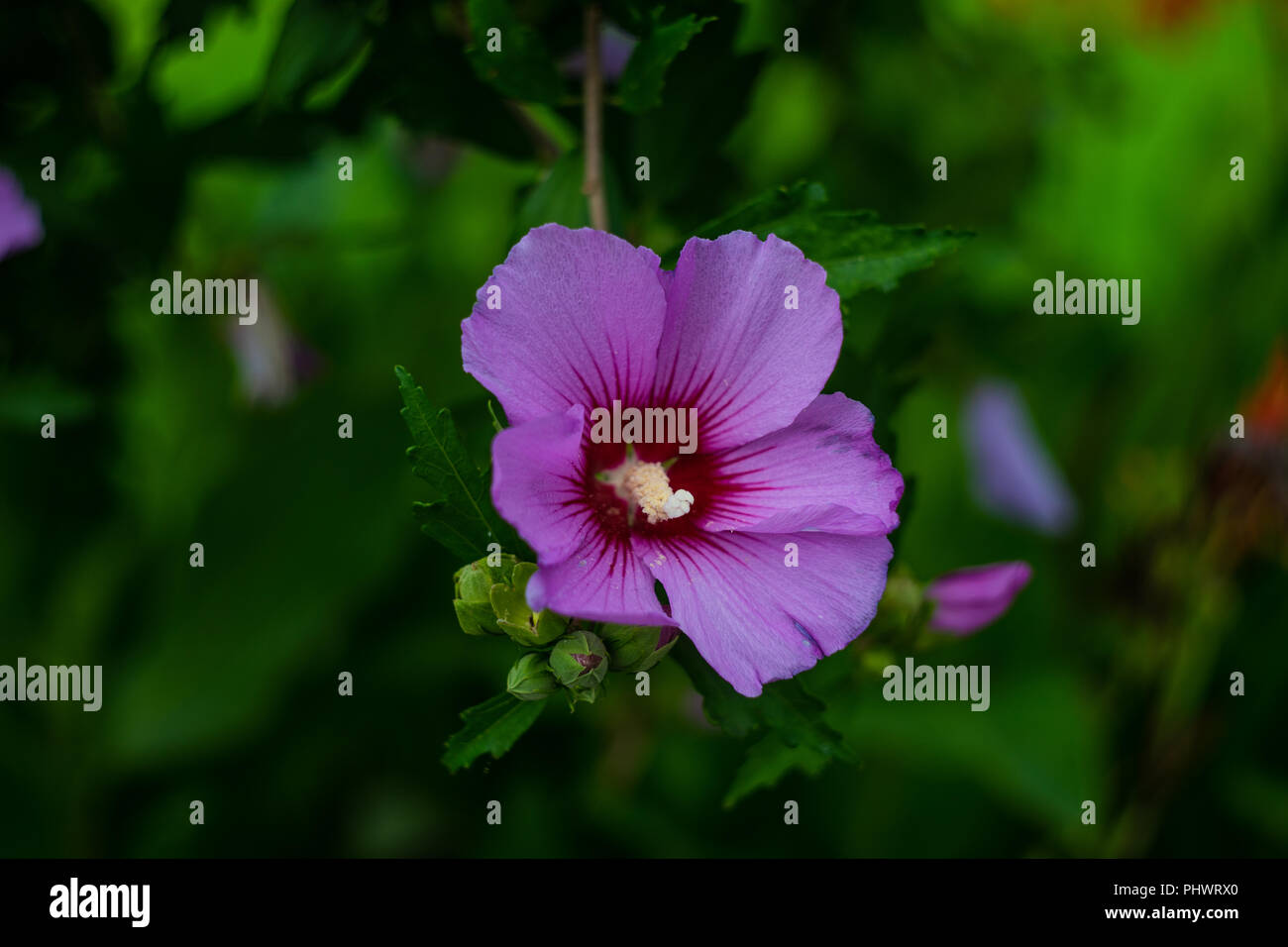 Flowers on hibiscus tree in the tropical garden Stock Photo Alamy