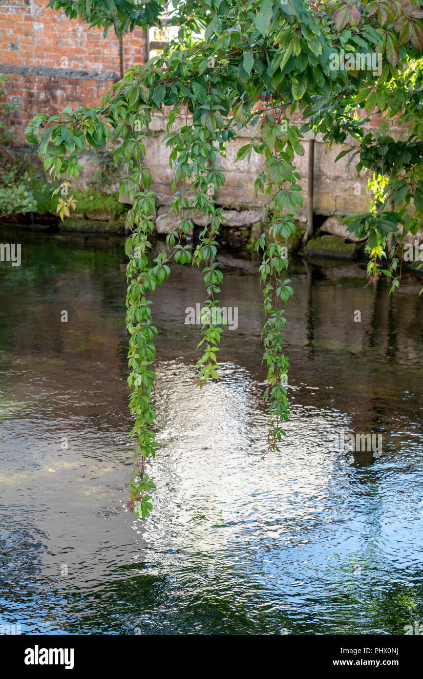 Virginia creeper Parthenocissus quinquefoliahanging from tree branch over water Stock Photo Alamy