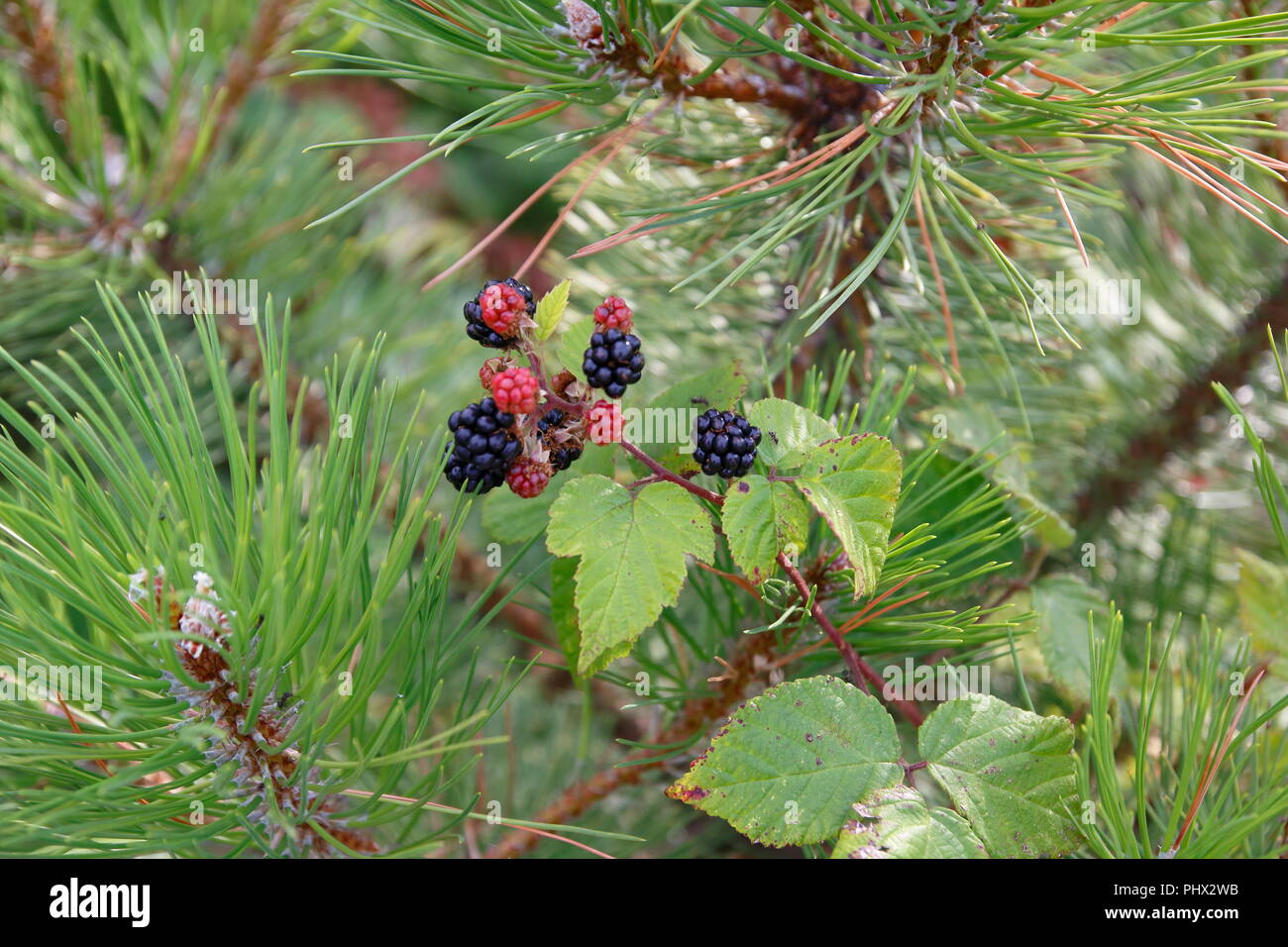 Rote und schwarze Brombeeren, sind mir einem Kiefer Baum verwachsen Stock Photo