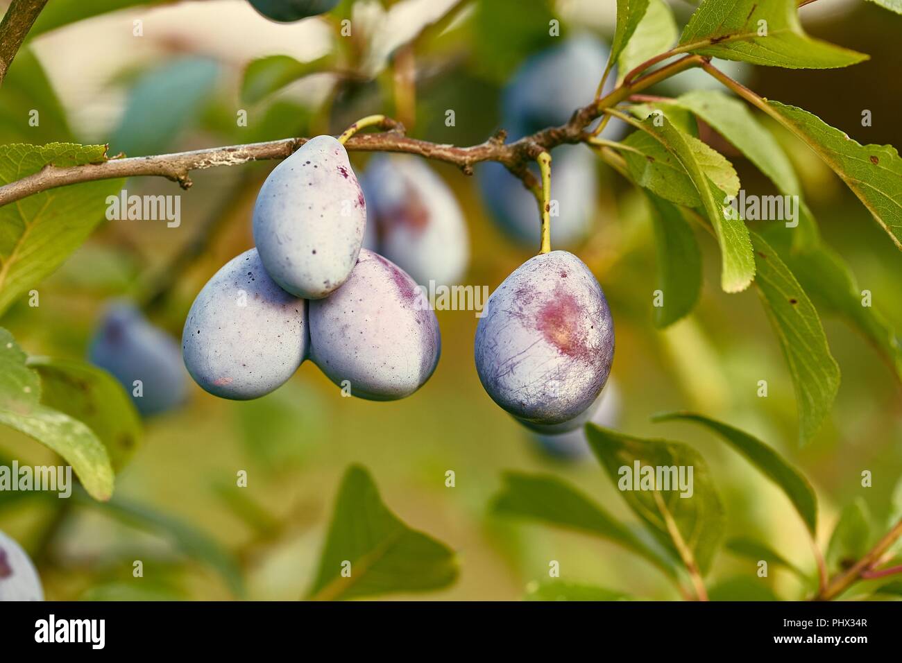 Plum tree closeup Stock Photo