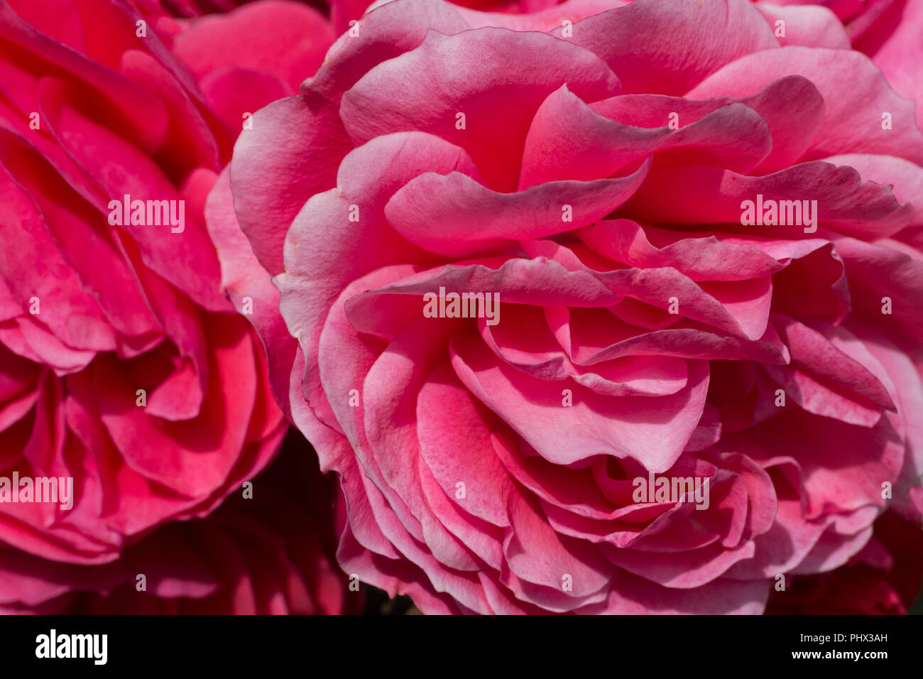 close up image of a pink rose flower Stock Photo