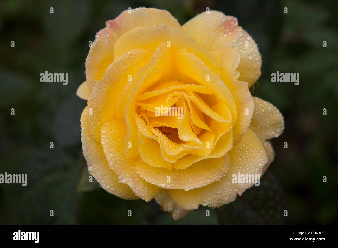 Close up image of a dew coverd yellow rose flower. Stock Photo