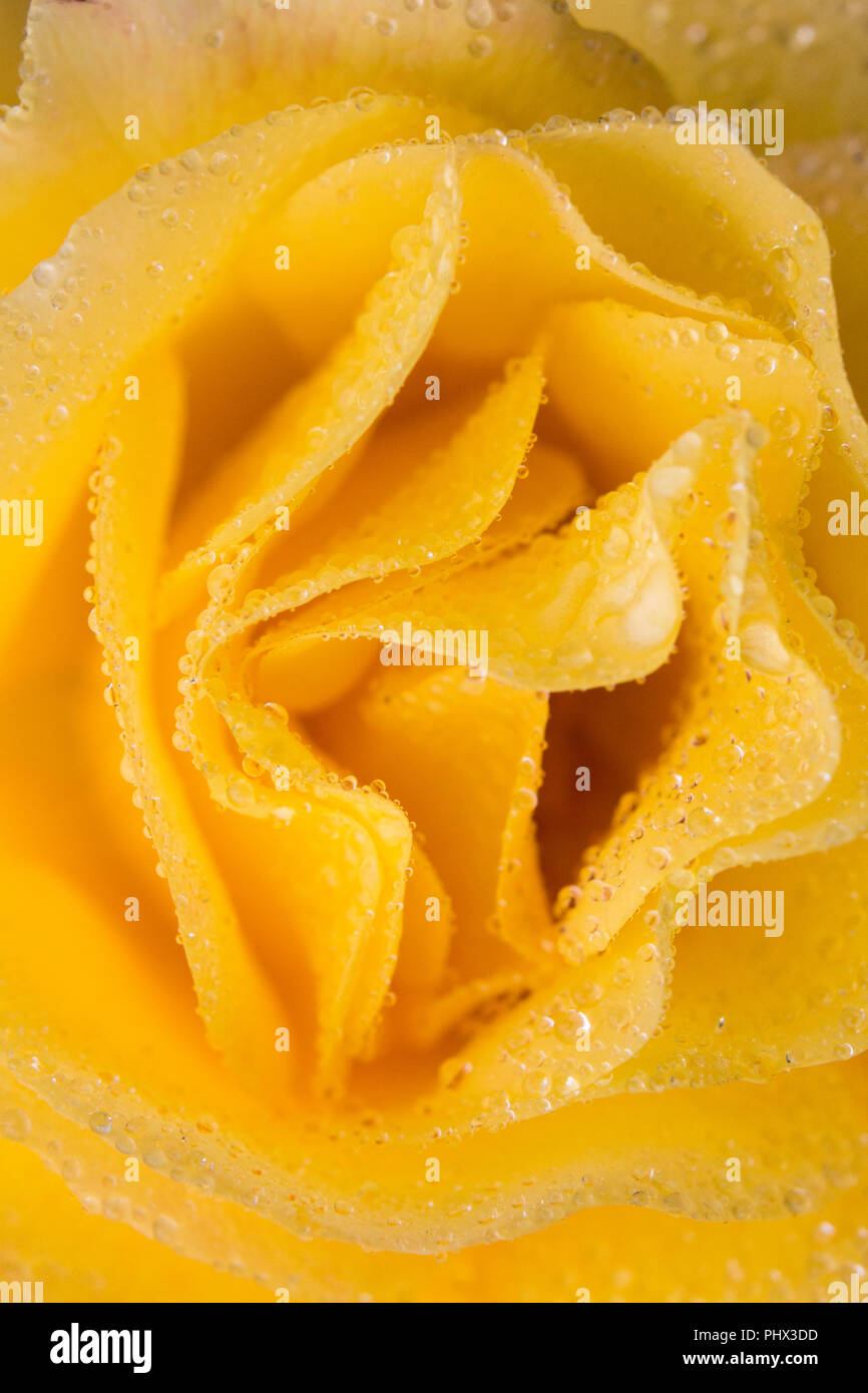 Marco close up image of a dew coverd yellow rose flower. Stock Photo