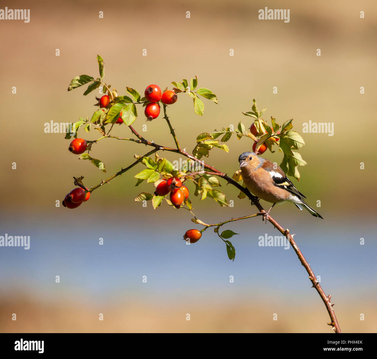 Male Common Chaffinch, Fringilla coelebs, perching on a branch with rose hips, against a totally defocussed natural background. Late August, Scotland, Stock Photo