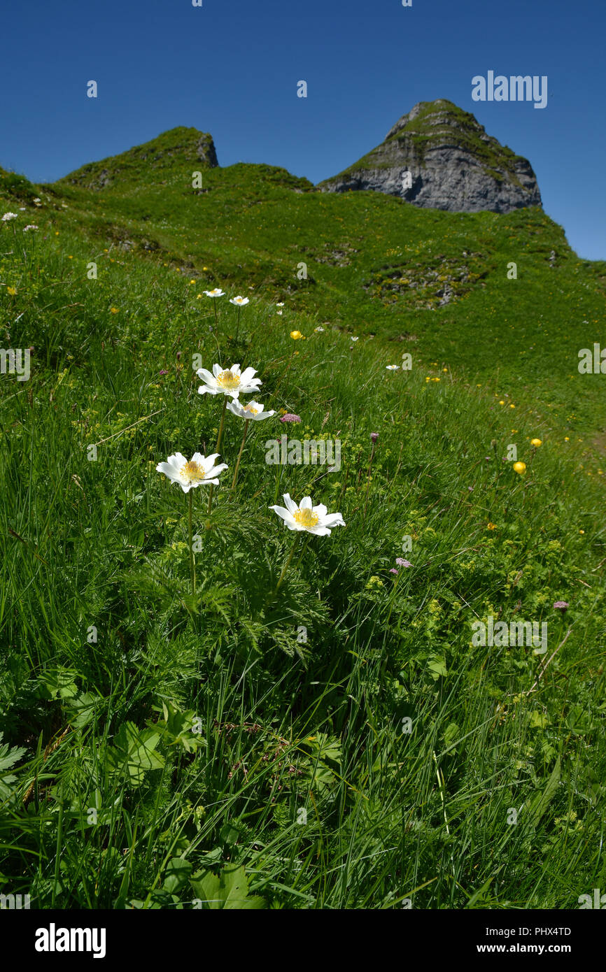 Alpine pasqueflower; alpine anemone; Kanisfluh; alps; Austria; Europe; Stock Photo