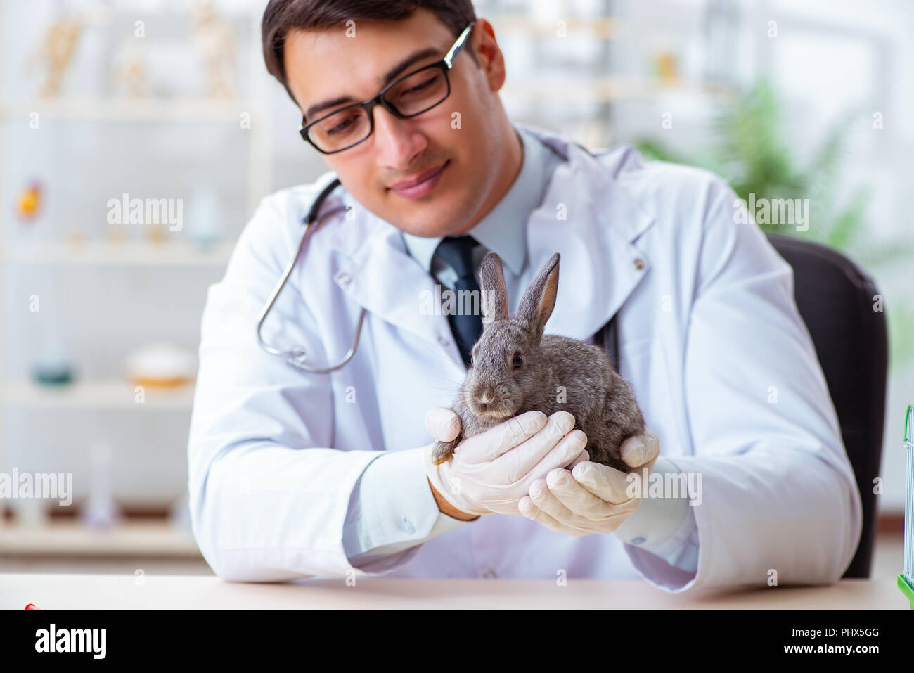 Health Checking Rabbit Picture Vet doctor checking up rabbit in his clinic Stock Photo - Alamy