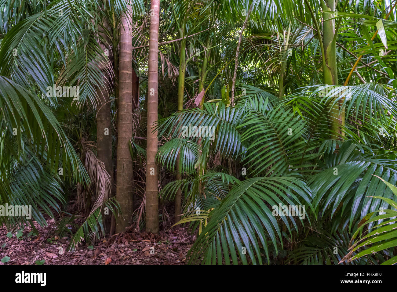 Tropical palm leaves, green rainforest background Stock Photo - Alamy