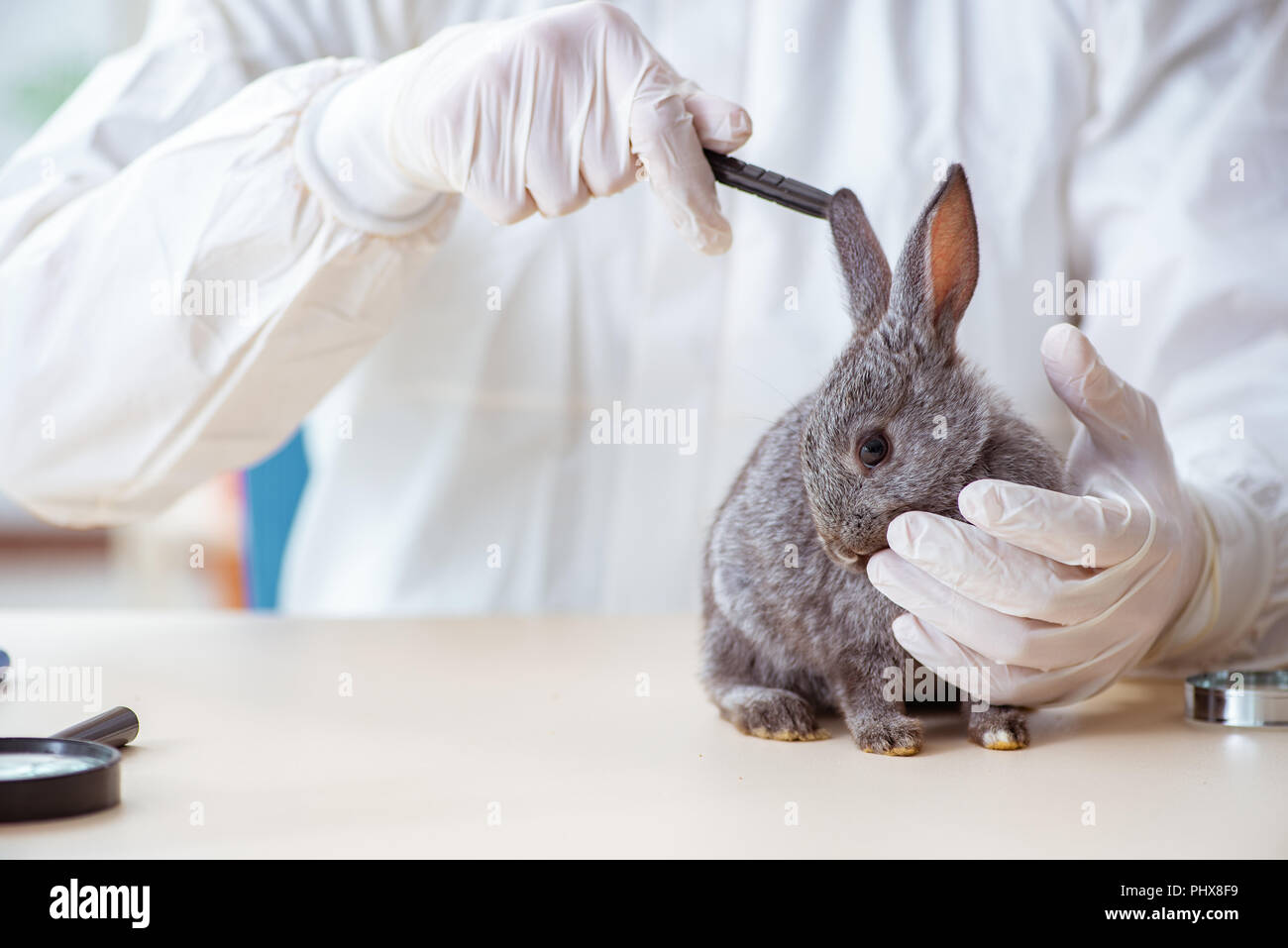 Scientist doing testing on animals rabbit Stock Photo - Alamy