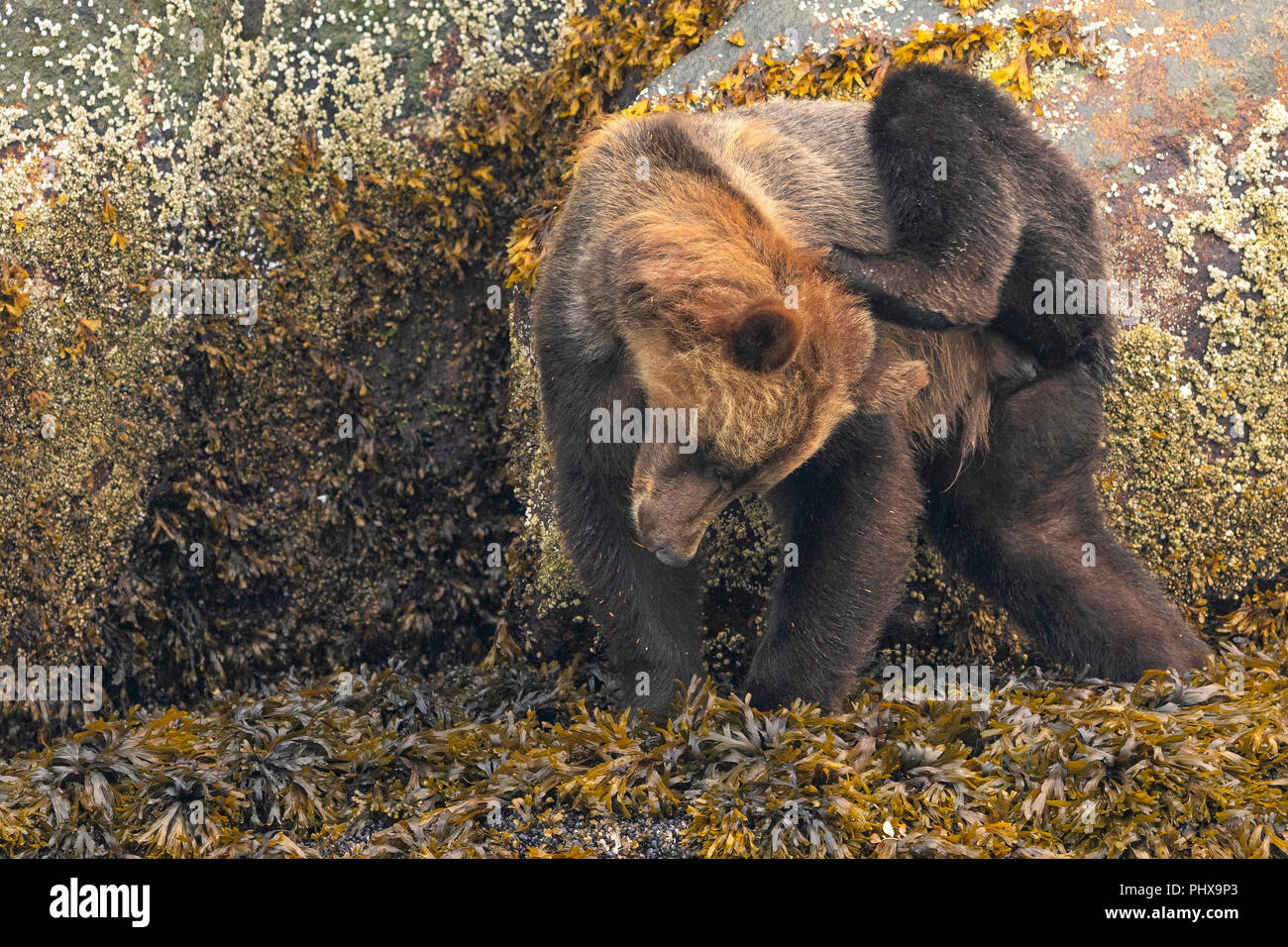 Grizzly bear yoga. Grizzly bear scratching itself with its hind legs along the low tideline in Knight Inlet, First Nations Territory, British Columbia Stock Photo