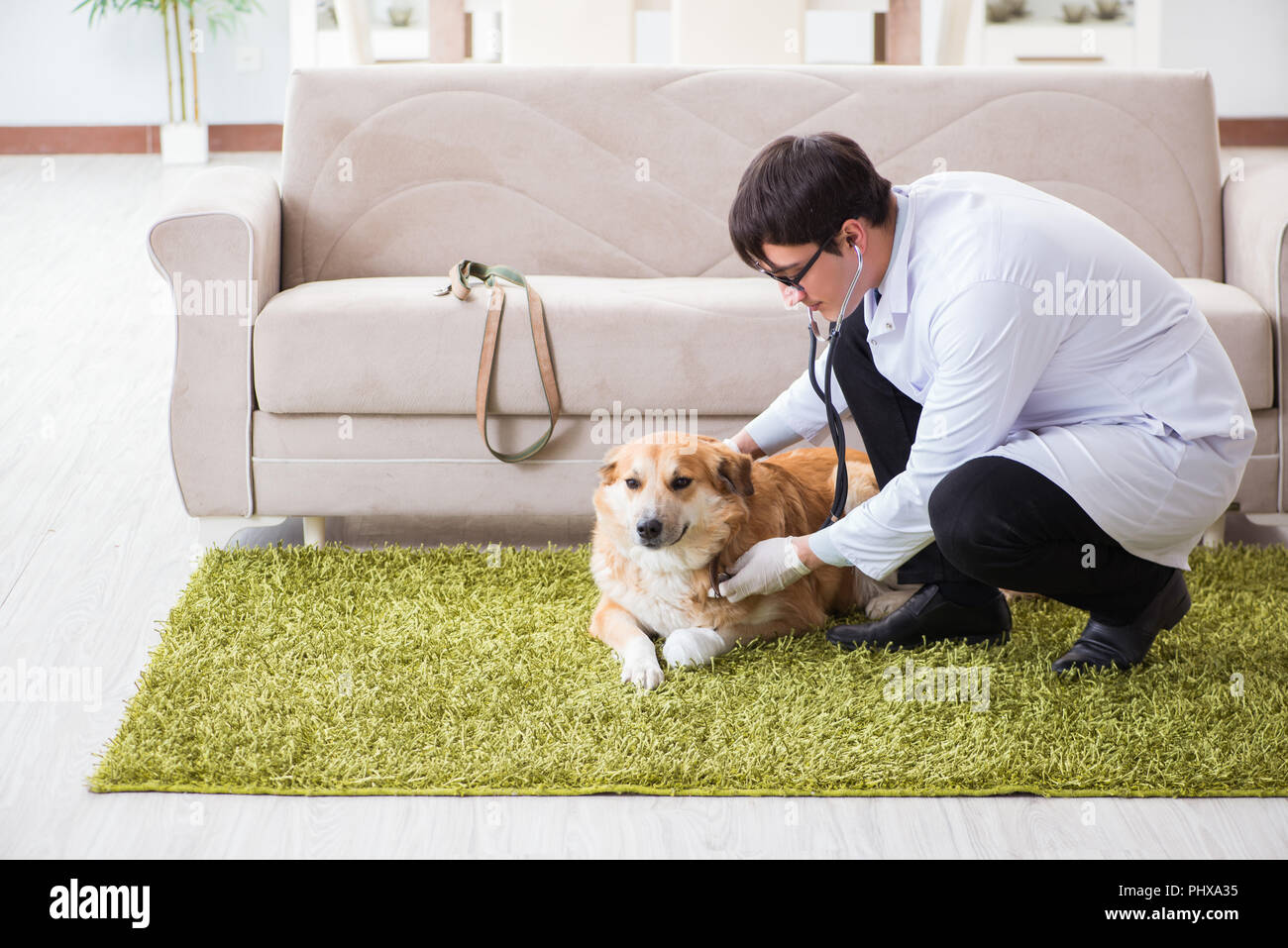 pet doctor at home