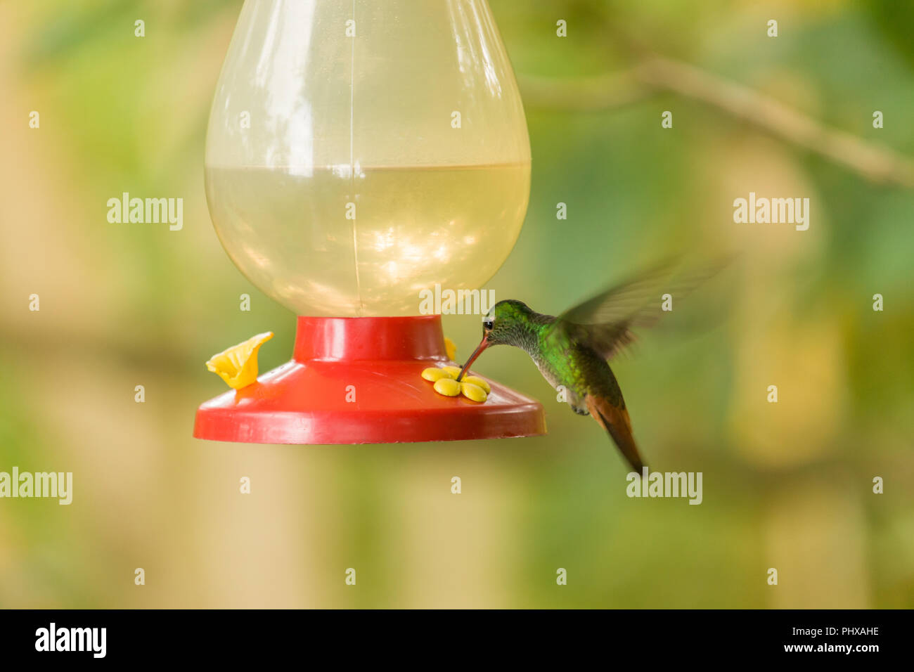 Arenal area of Costa Rica. Rufous-tailed (Amazilia tzacatl) hummingbird feeding at a sugar-water feeder. Stock Photo