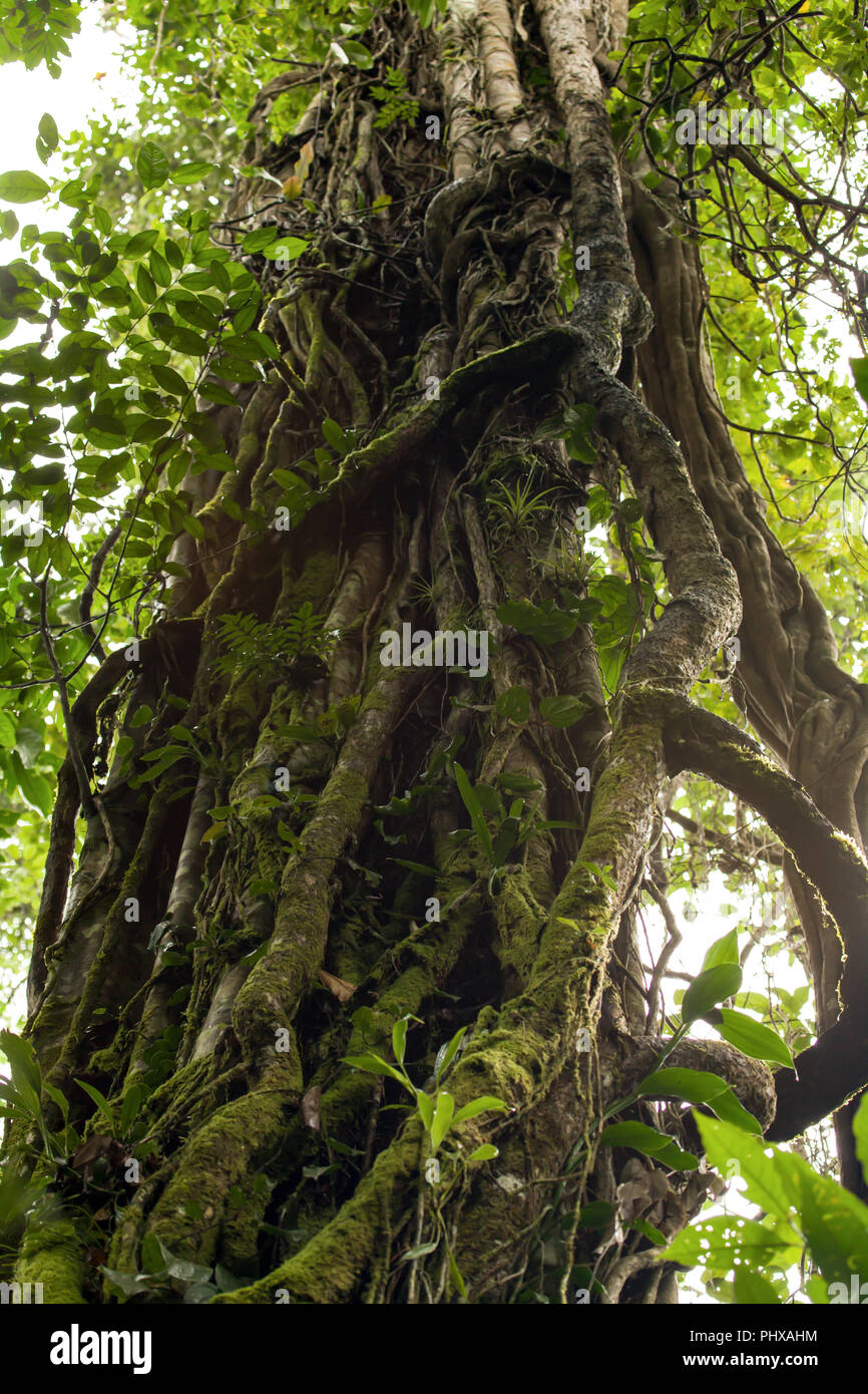 Twisted vine tree hi-res stock photography and images - Alamy
