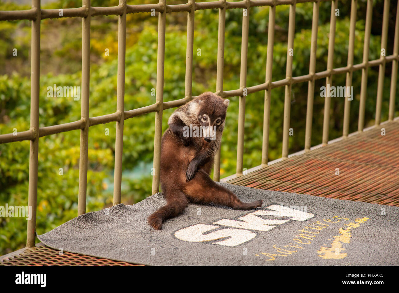 Monteverde National Park, Costa Rica, Central America.  White-nosed Coati (Nasua narica) scratching an itch, sitting on the porch of the visitor's cen Stock Photo