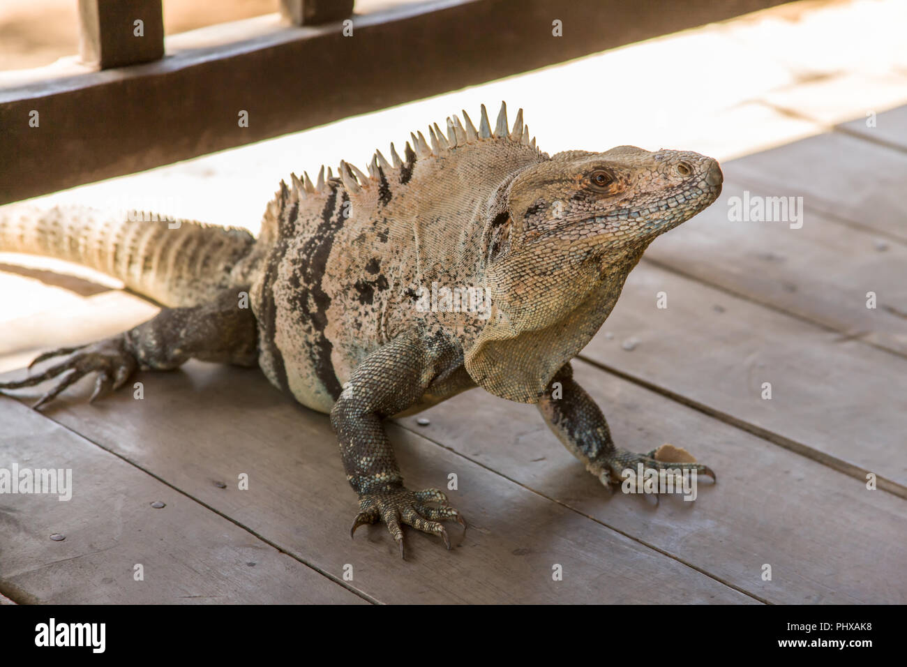 Iguana Guanacaste Costa Rica Iguanas Of Costa Rica Guardians Of The — free download
