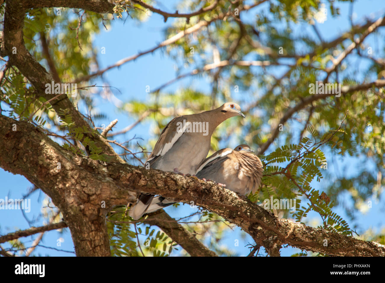 Guanacaste, Costa Rica, Central America. Male and female Whitewinged