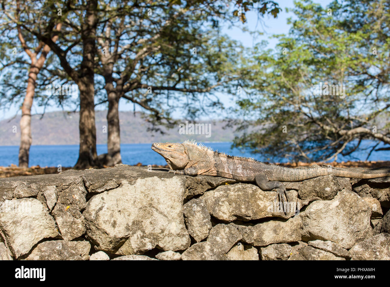 Panama Beach, Guanacaste, Costa Rica, Central America. Spiny-tailed Iguana (Ctenosaura similis) sunning on a stone wall. Stock Photo