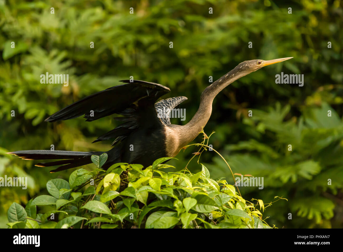 Anhinga (Anhinga anhinga) drying its wings in Tortuguero National Park, Costa Rica Stock Photo
