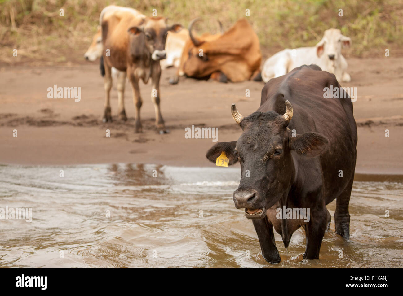 Free range cattle hi-res stock photography and images - Alamy
