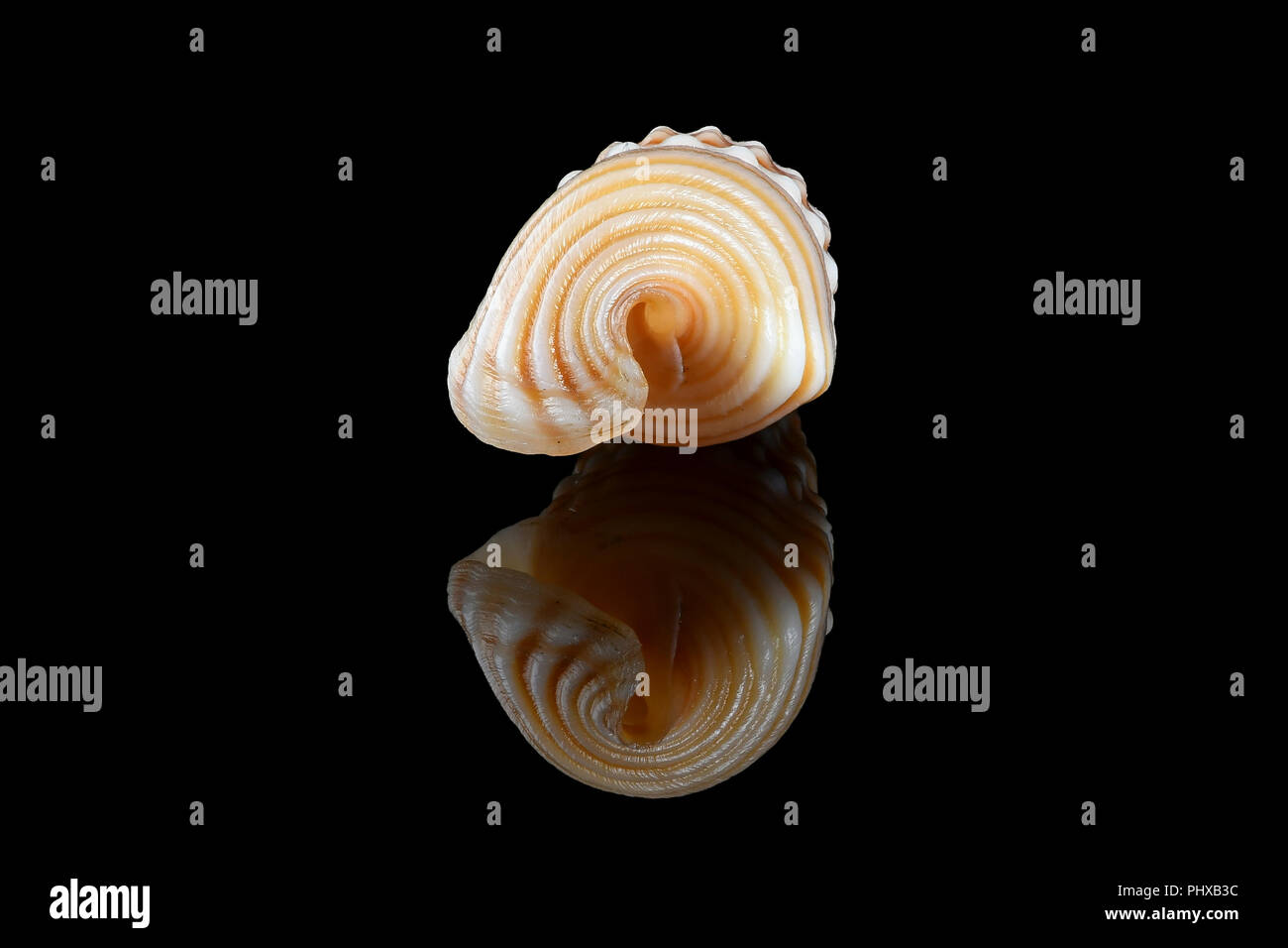 Girdled horn snail (Cerithidea (Cerithideopsilla) cingulata) on black background, Dubai, United Arab Emirates. L2,4xW1x0,75cm Stock Photo
