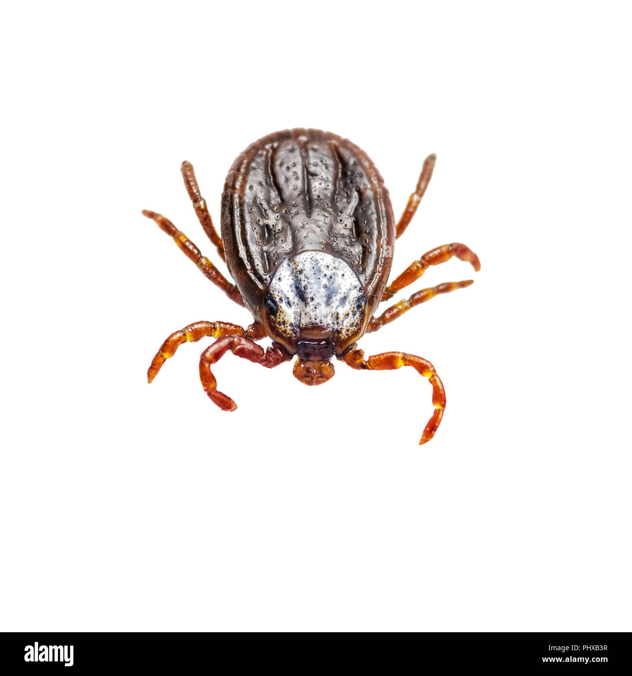 Encephalitis Virus or Lyme Disease Infected Tick Arachnid Insect