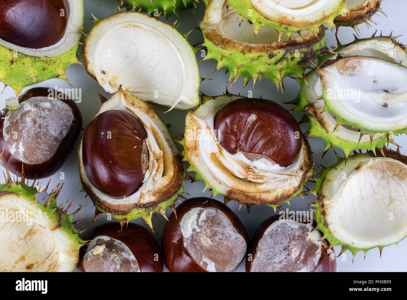Ripe chestnuts in casings on a white table. Fruit of the tree ...