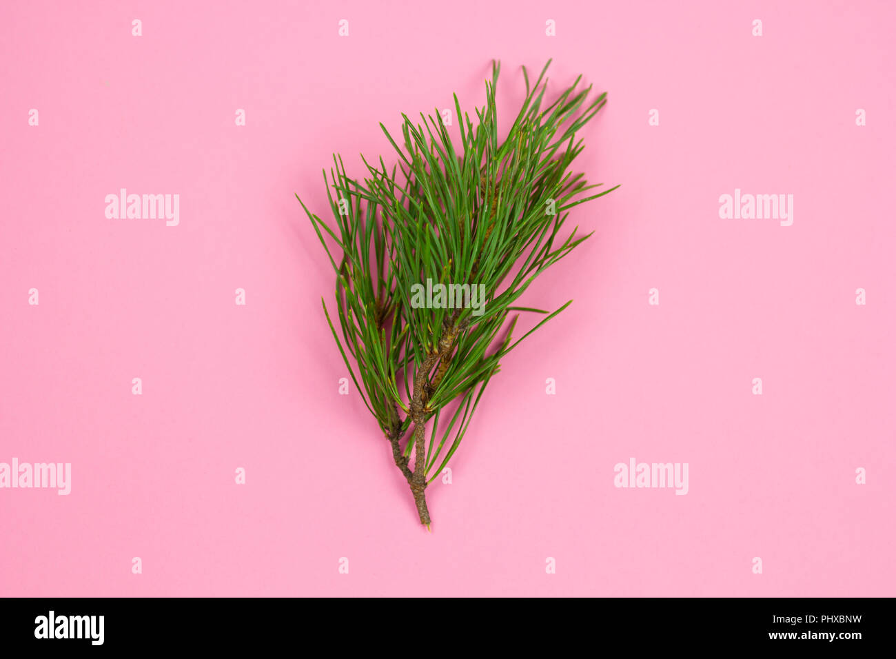 top view fir branch on a pastel pink background, winter holiday card Stock Photo