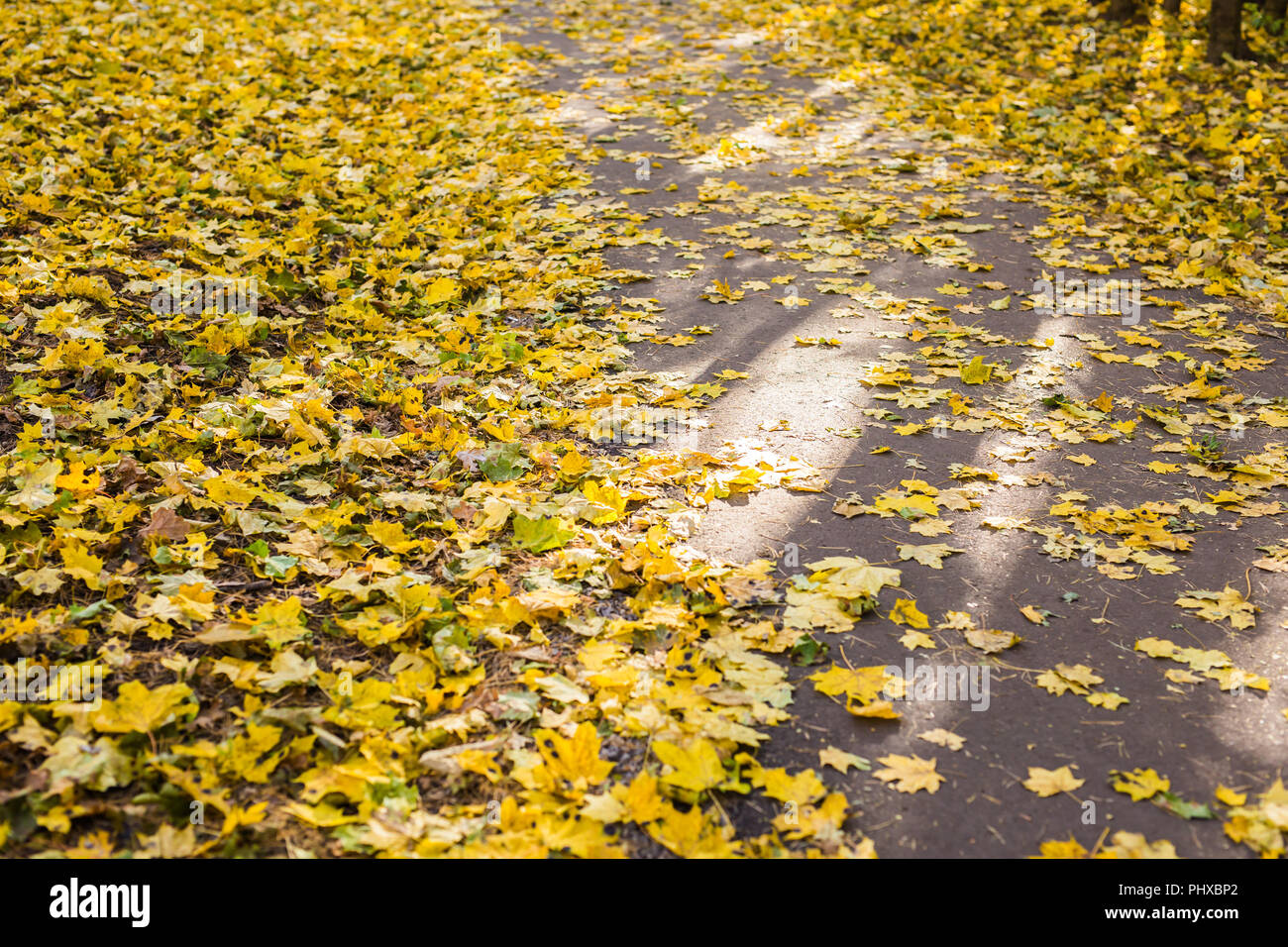 Orange and yellow autumn leaves on asphalt Stock Photo - Alamy
