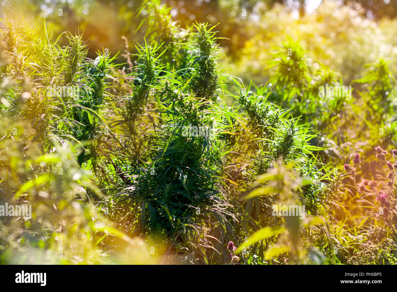 marijuana grows in the field, marijuana farm, sunny toned Stock Photo