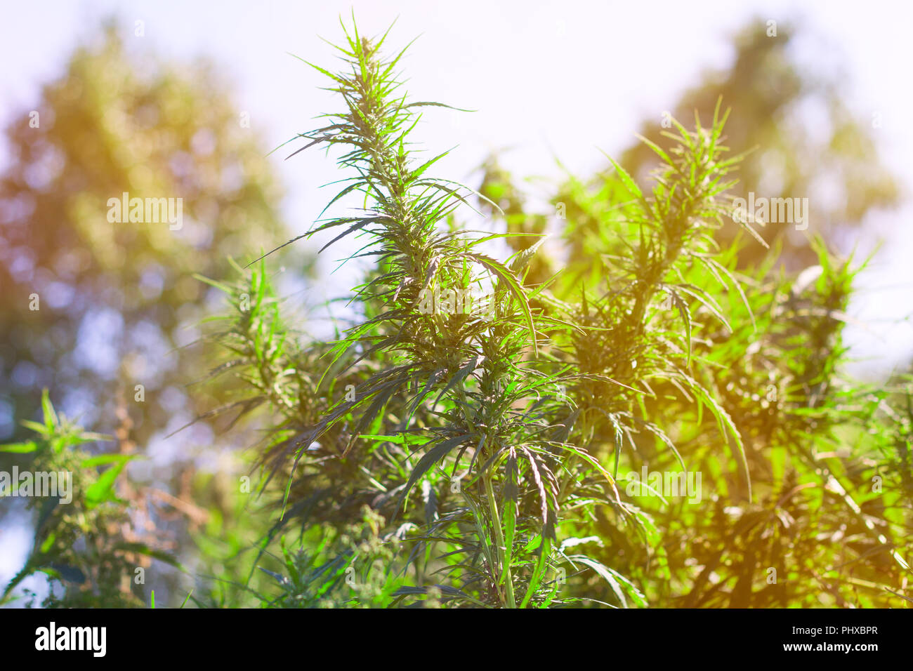 marijuana grows in the field, marijuana farm, sunny toned Stock Photo