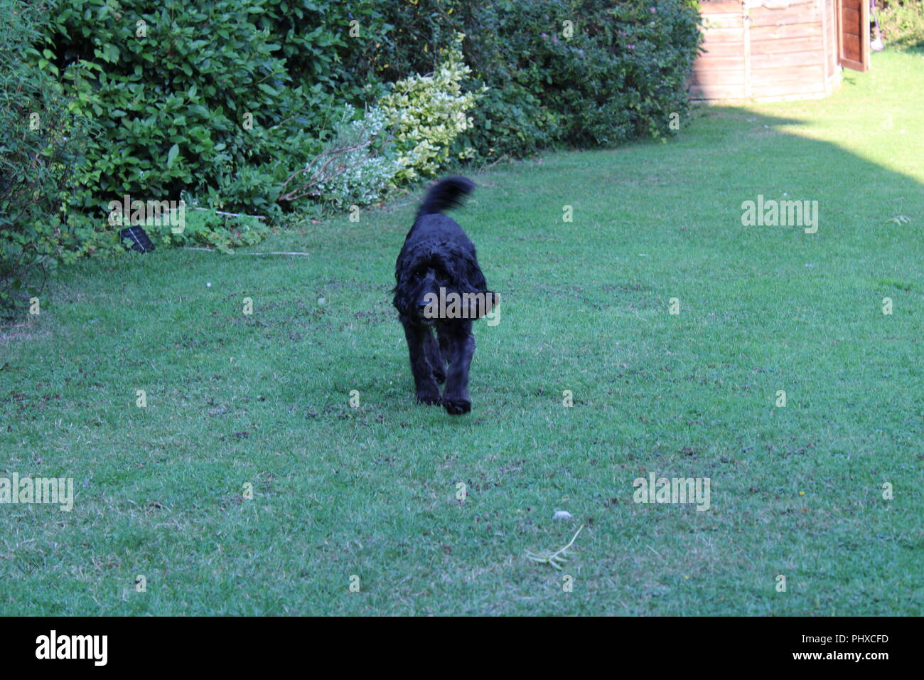Cockapoo dog plays in garden Stock Photo
