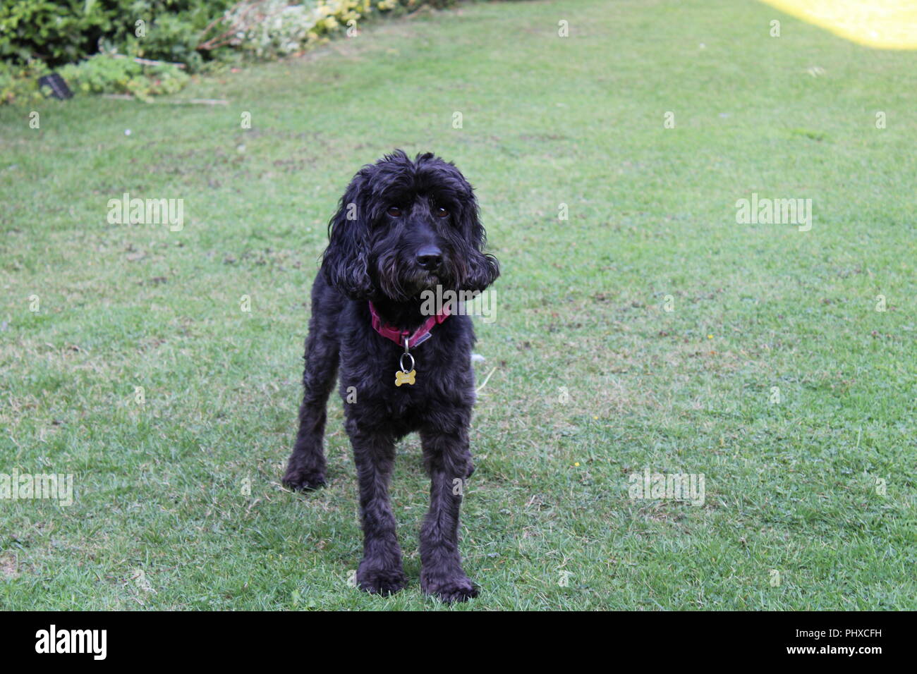 Cockapoo dog plays in garden Stock Photo
