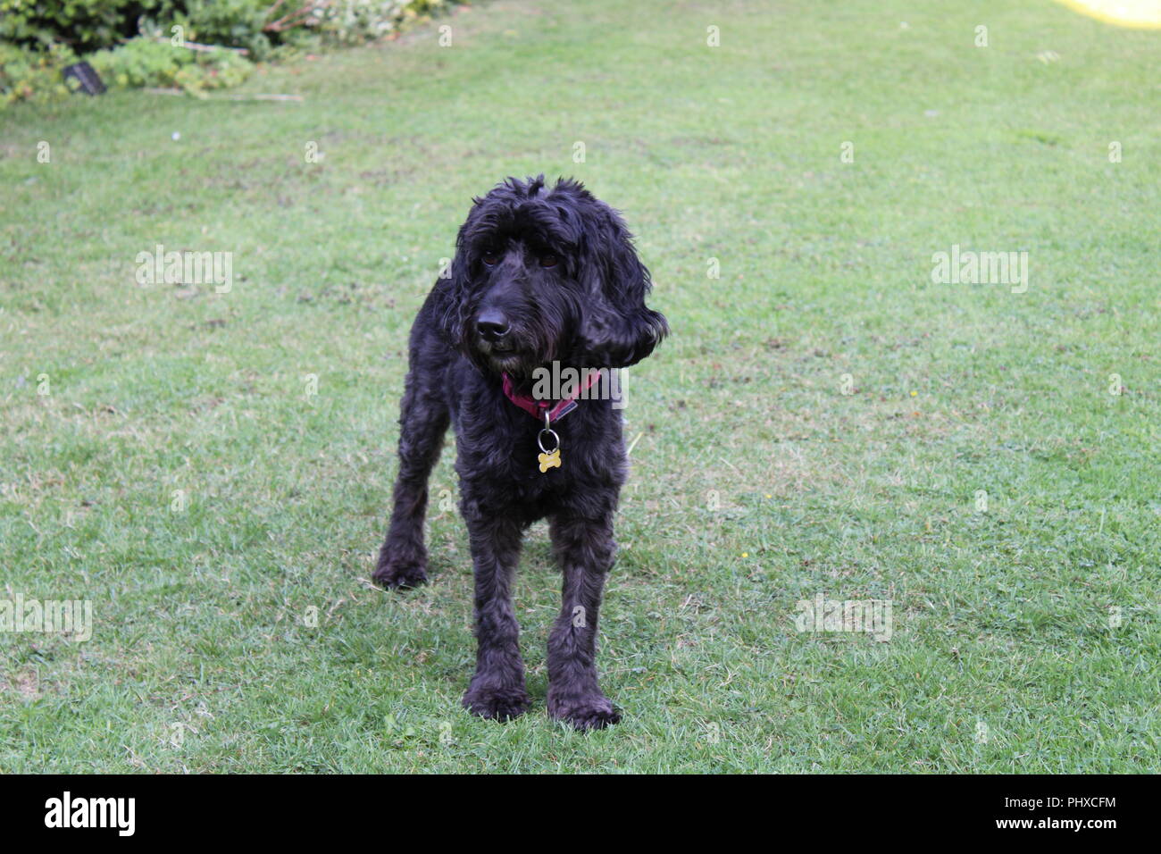 Cockapoo dog plays in garden Stock Photo