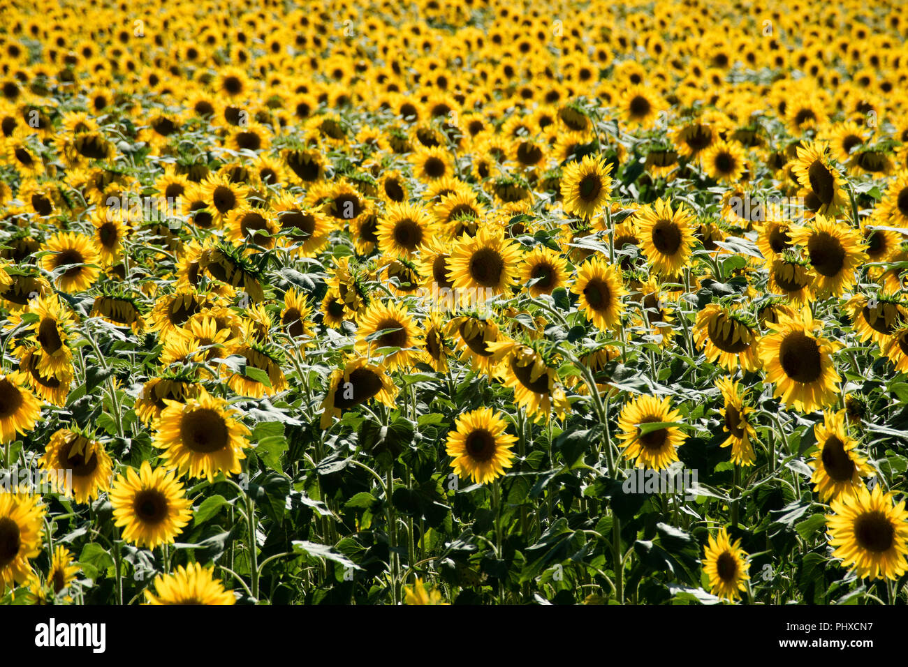 Sunflowers ripening in Varen, Tarn et Garonne, Occitanie,France, Europe in summertime Stock Photo
