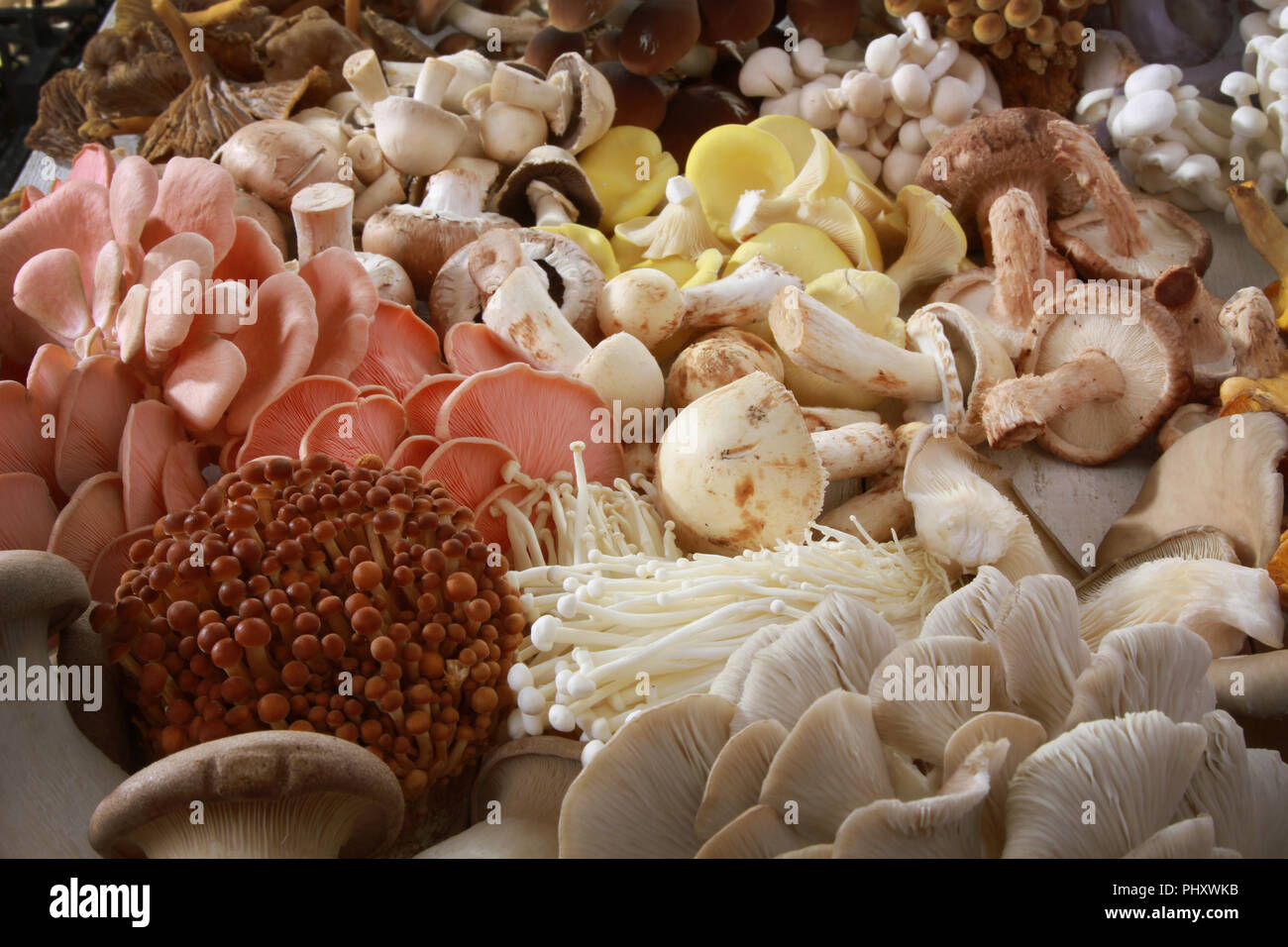 a selection of fresh uncooked exotic mushroom varieties Stock Photo Alamy