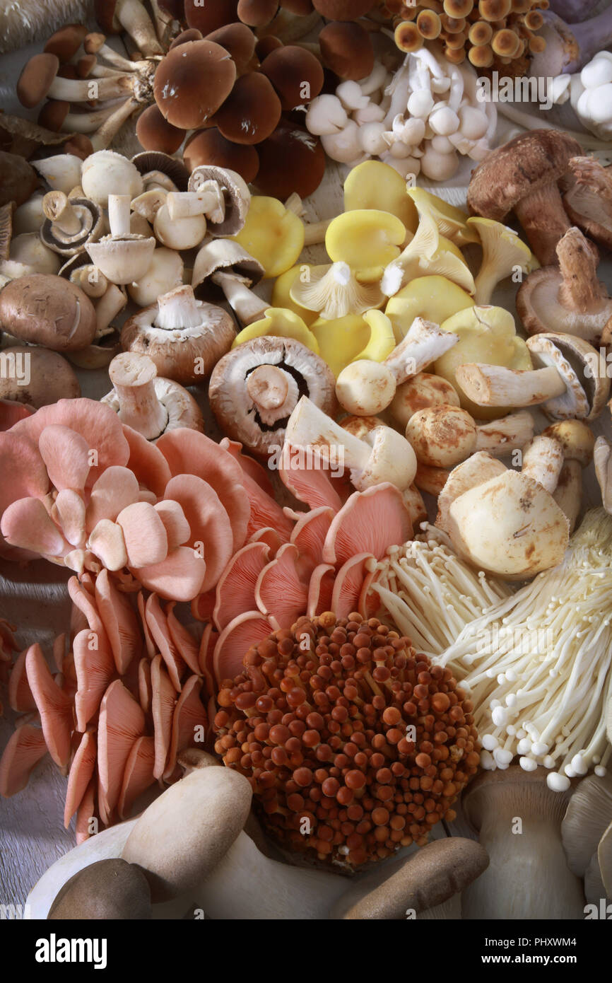 a selection of fresh uncooked exotic mushroom varieties Stock Photo Alamy